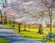 8 Perfect Spring Destinations for a Magical 2025 Vacation